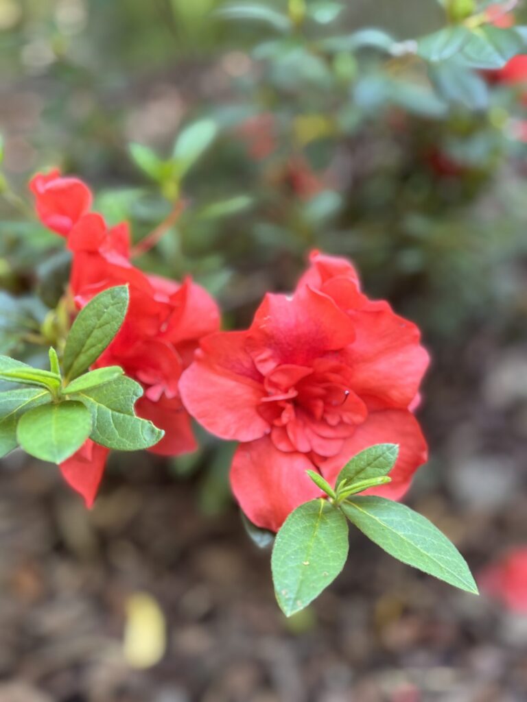 Proven, Intentional Creative Services Built With Heart and Passion IMG 0942 768x1024